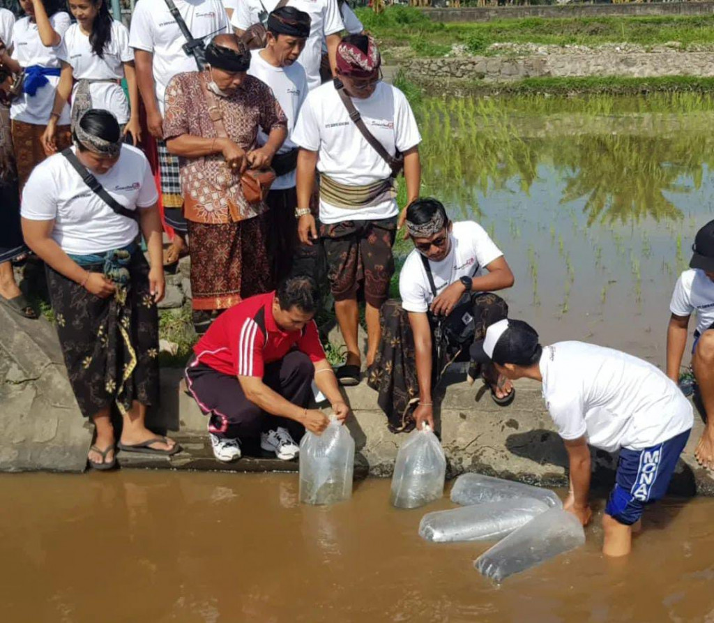 Gertak (Gerakan Serentak) Dan Penebaran Benih Ikan Serangkaian HUT Sekaa Teruna ST. Surya Kencana Banjar Padang Bali